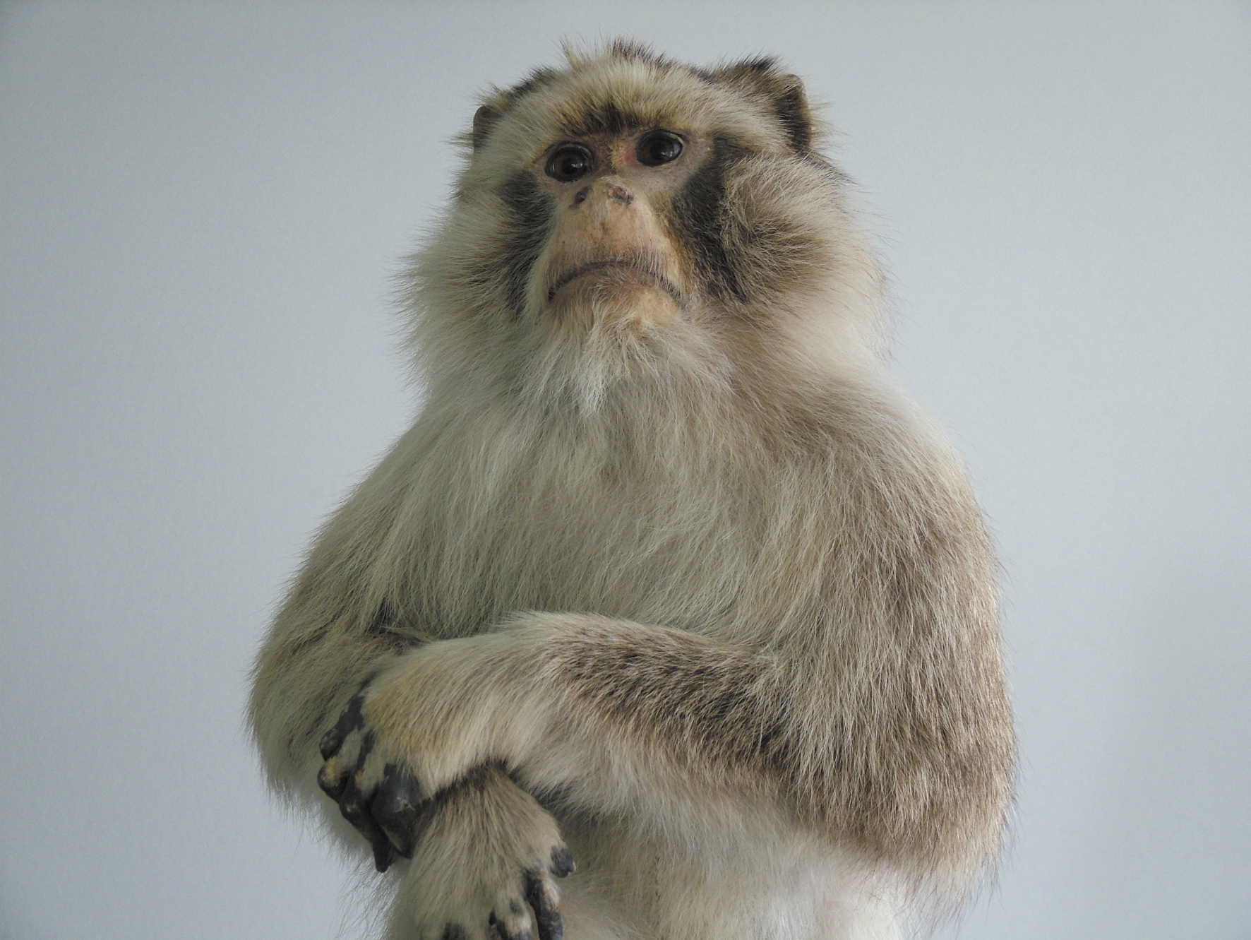 Berberaffe (Macaca sylvanus)