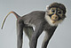 Rotohrmeerkatze (Cercopithecus)